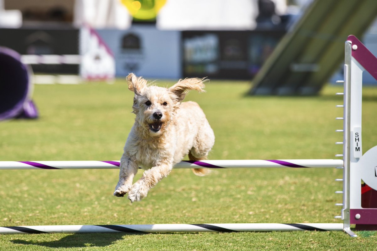 Carson_Events's tweet photo. Don’t forget to watch the Purina Pro Plan Incredible Dog Challenge Western Regionals this weekend! Check if they are on where you live by going to our website! https://t.co/p0ouEJokvt