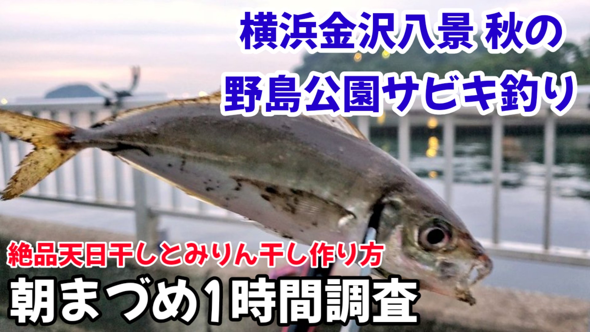 野島公園アジ Twitter Search Twitter