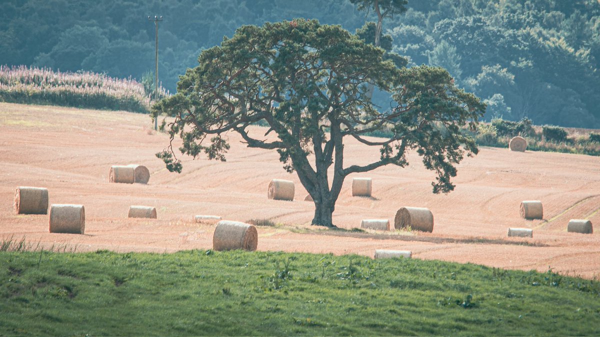 CD_Arborist's tweet photo. #treesinfields https://t.co/MjYhqTsMtx