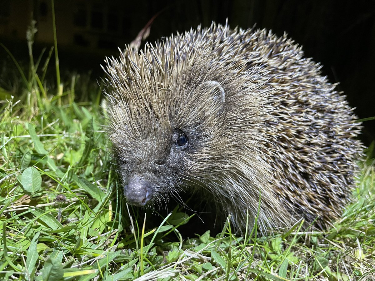 ektinsley's tweet photo. Can’t believe it’s been a month since my hedgehog research @TrentUni!

Thank you to my supervisor @L_J_Moore, funders @ACO_Industrial and @PTES, and my wonderful team @M_J_Mitchell_ , Emma Brown, and @PalmerLyric! 🦔

#wildlife #conservation #research #hedgehogs https://t.co/0T2AHxftxp