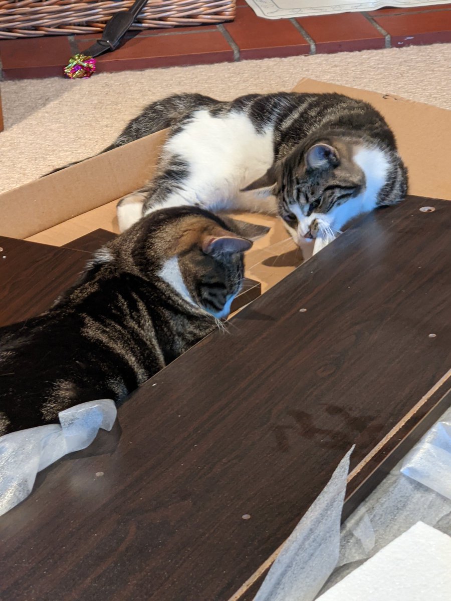 The kittens are helping me build a flat pack cupboard.