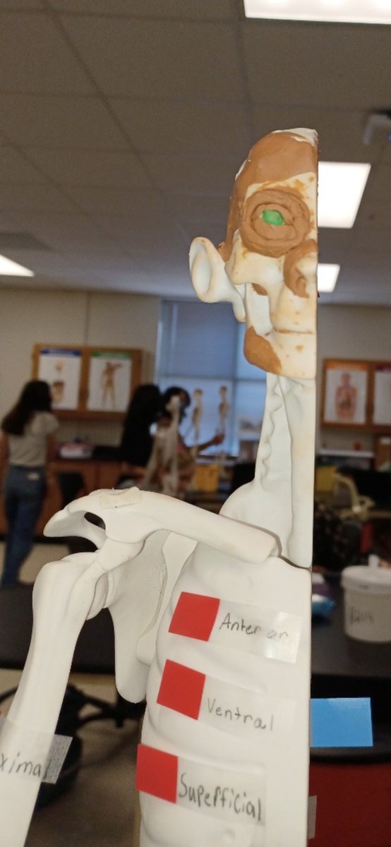 CTE Human Body Systems Modeling with clay