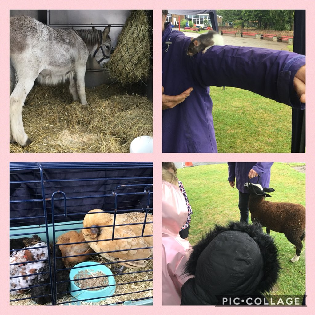 CBIS_'s tweet photo. Hedgehogs class loved our trip from Farm on Wheels this week! We got to meet lots of different animals 😊 https://t.co/2k5aoSnHfe