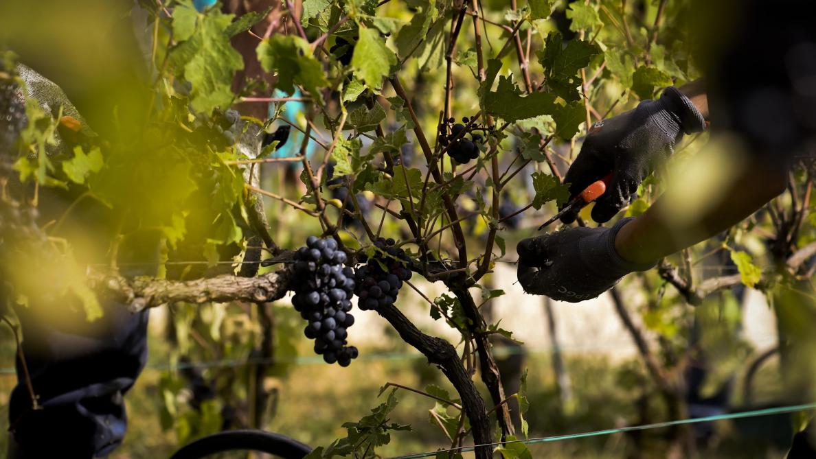 _lunion's tweet photo. #Vendanges en #Champagne 🍇 Un prestataire arrêté à #Oiry, plusieurs centaines de saisonniers sans travail #Marne https://t.co/zNYUf8eDsW https://t.co/hC3F82wsQH