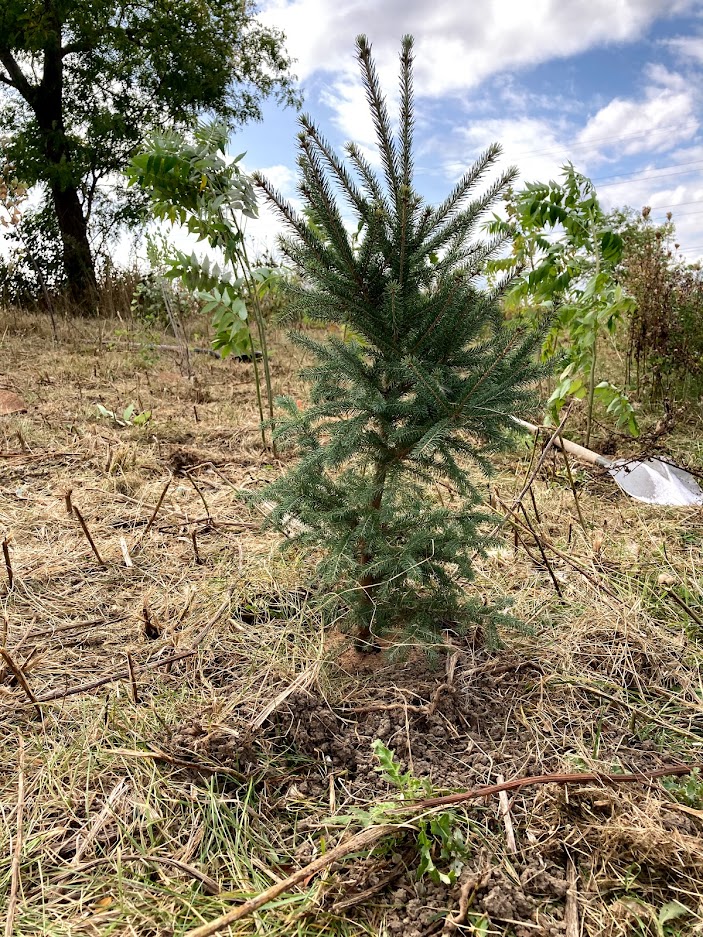 MiLivingGreen's tweet image. Interested in a tree for your property? You’re in luck! The City is hosting tree giveaways starting Saturday September 18th. Help Mississauga expand our urban tree canopy! 🌳🌲

Register for your pick-up time: ow.ly/w7Wv50G9YBO