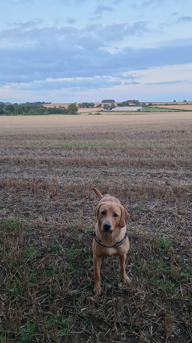 Nice walk this evening with this one.
