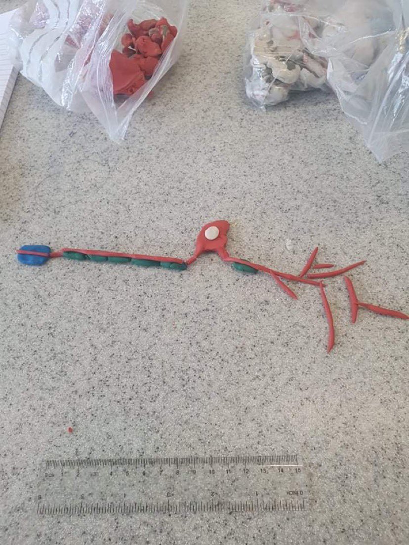 ea_science's tweet image. Mr Bennett has been making models of Neurones with our A-level biologists. Can you name any?