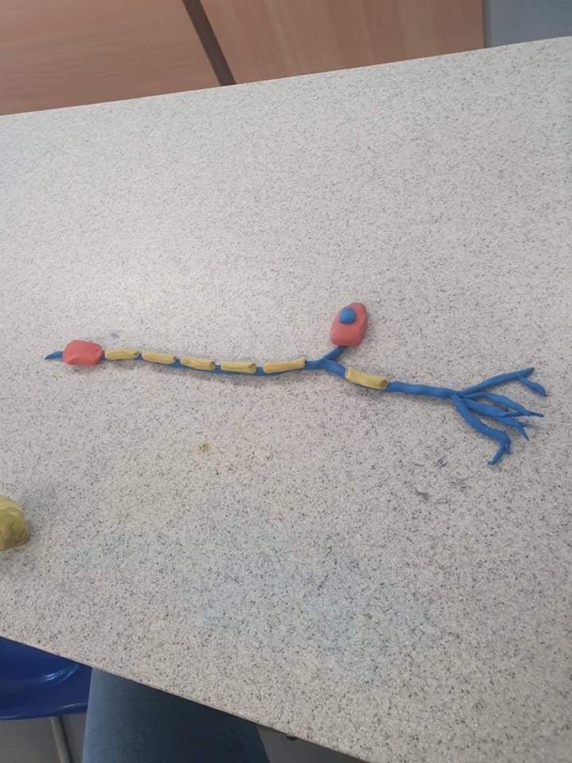 ea_science's tweet image. Mr Bennett has been making models of Neurones with our A-level biologists. Can you name any?