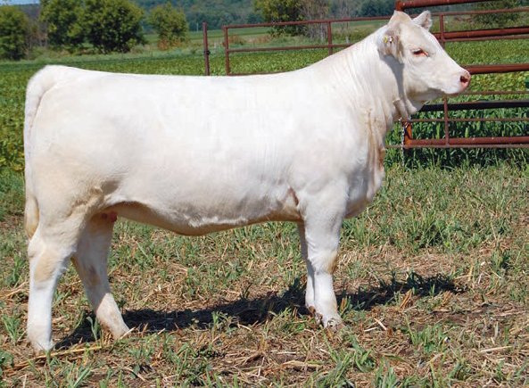 Fall Feature Charolais Female Sale (@fallfeature) on Twitter photo Blackbern Joni 20J
An SCX Triumph 50B x Blackbern Daphne 3D daughter
Consigned by Blackbern Farm
She sells as lot 26 on October 16, 2021. Full catalogue here: issuu.com/pdrneepawa/doc…
#charolais
<a href="/OnCharolais/">Ontario Charolais</a> Blackbern Joni 20J
An SCX Triumph 50B x Blackbern Daphne 3D daughter
Consigned by Blackbern Farm
She sells as lot 26 on October 16, 2021. Full catalogue here: issuu.com/pdrneepawa/doc…
#charolais
<a href="/OnCharolais/">Ontario Charolais</a>