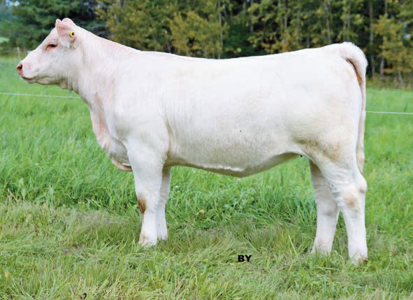 Fall Feature Charolais Female Sale (@fallfeature) on Twitter photo BPL Miss January 104J
A LT Nationwide 84455 PLD ET x BPL Espanola 27F daughter
Consigned by <a href="/pottercharolais/">Potter Charolais</a>
She sells as lot 27 on October 16, 2021. Full catalogue here: issuu.com/pdrneepawa/doc…
#charolais
<a href="/OnCharolais/">Ontario Charolais</a> BPL Miss January 104J
A LT Nationwide 84455 PLD ET x BPL Espanola 27F daughter
Consigned by <a href="/pottercharolais/">Potter Charolais</a>
She sells as lot 27 on October 16, 2021. Full catalogue here: issuu.com/pdrneepawa/doc…
#charolais
<a href="/OnCharolais/">Ontario Charolais</a>