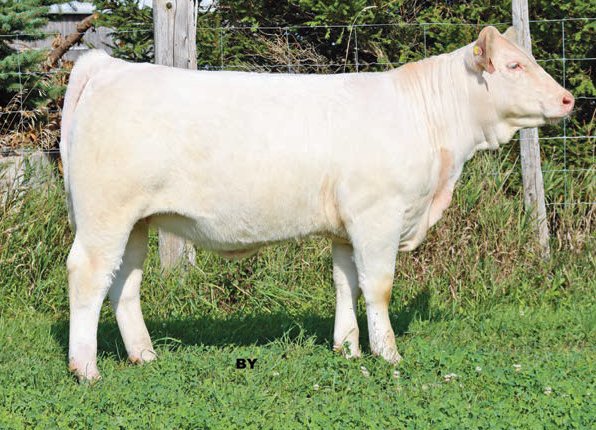Fall Feature Charolais Female Sale (@fallfeature) on Twitter photo Jeez Loueez 10J
A CML Copyright 714E ET x Sunrise Houdini JBF 34D daughter
Consigned by Sunrise Charolais
She sells as lot 31 on October 16, 2021. Full catalogue here: issuu.com/pdrneepawa/doc…
#charolais
<a href="/OnCharolais/">Ontario Charolais</a> Jeez Loueez 10J
A CML Copyright 714E ET x Sunrise Houdini JBF 34D daughter
Consigned by Sunrise Charolais
She sells as lot 31 on October 16, 2021. Full catalogue here: issuu.com/pdrneepawa/doc…
#charolais
<a href="/OnCharolais/">Ontario Charolais</a>