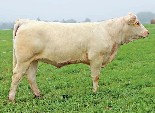 Fall Feature Charolais Female Sale (@fallfeature) on Twitter photo Whitewater Juicy Fruit 1J
A DC/BHD Warlord F2003 x Whitewater Xquisit 14X daughter
Consigned by Whitewater Livestock <a href="/kurtisblack_1/">Kurtis Black</a>
She sells as lot 30 on October 16, 2021. Full catalogue here: issuu.com/pdrneepawa/doc…
#charolais
<a href="/OnCharolais/">Ontario Charolais</a> Whitewater Juicy Fruit 1J
A DC/BHD Warlord F2003 x Whitewater Xquisit 14X daughter
Consigned by Whitewater Livestock <a href="/kurtisblack_1/">Kurtis Black</a>
She sells as lot 30 on October 16, 2021. Full catalogue here: issuu.com/pdrneepawa/doc…
#charolais
<a href="/OnCharolais/">Ontario Charolais</a>