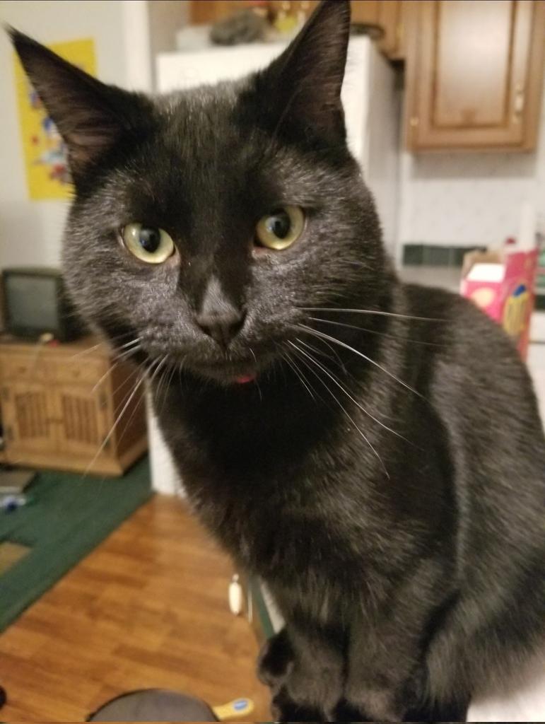 ByJustinLee's tweet photo. @BoddaGettaCats Miles was born stray in the bushes outside the Opelika-Auburn News building. He's named after Spider-Man https://t.co/GA1j1mlGsD