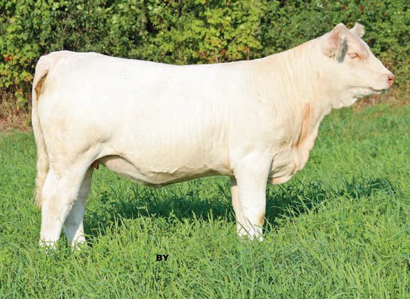 Fall Feature Charolais Female Sale (@fallfeature) on Twitter photo Cedardale Miss 78J
A WC Milestone 5223 P x Cedardale Miss 29A daughter
Consigned by Cedardale Charolais <a href="/rnesbitt529/">Ryan Nesbitt</a> <a href="/01Nesbitt/">Scott Nesbitt</a>
She sells as lot 32 on October 16, 2021. Full catalogue here: issuu.com/pdrneepawa/doc…
#charolais
<a href="/OnCharolais/">Ontario Charolais</a> Cedardale Miss 78J
A WC Milestone 5223 P x Cedardale Miss 29A daughter
Consigned by Cedardale Charolais <a href="/rnesbitt529/">Ryan Nesbitt</a> <a href="/01Nesbitt/">Scott Nesbitt</a>
She sells as lot 32 on October 16, 2021. Full catalogue here: issuu.com/pdrneepawa/doc…
#charolais
<a href="/OnCharolais/">Ontario Charolais</a>