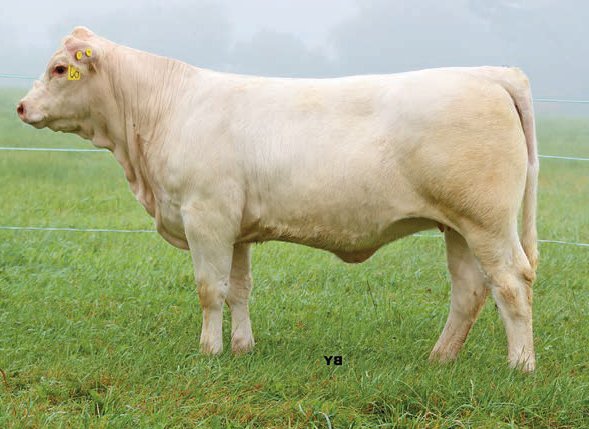 Fall Feature Charolais Female Sale (@fallfeature) on Twitter photo Whitewater Juno 6J
A LT Del Rey 6161 P x Whitewater Grammy 5G daughter
Consigned by Whitewater Livestock <a href="/kurtisblack_1/">Kurtis Black</a>
She sells as lot 34 on October 16, 2021. Full catalogue here: issuu.com/pdrneepawa/doc…
#charolais
<a href="/OnCharolais/">Ontario Charolais</a> Whitewater Juno 6J
A LT Del Rey 6161 P x Whitewater Grammy 5G daughter
Consigned by Whitewater Livestock <a href="/kurtisblack_1/">Kurtis Black</a>
She sells as lot 34 on October 16, 2021. Full catalogue here: issuu.com/pdrneepawa/doc…
#charolais
<a href="/OnCharolais/">Ontario Charolais</a>