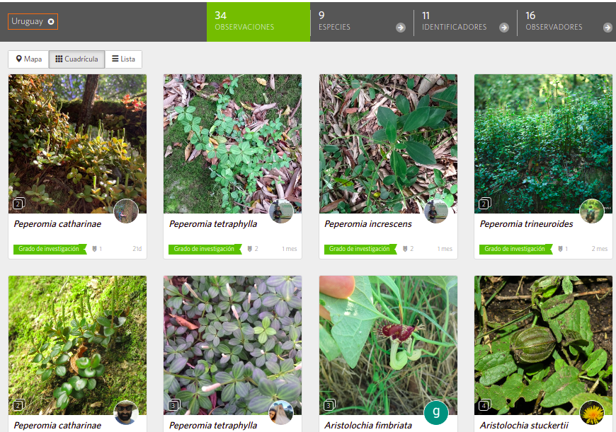 SirPodrick13's tweet photo. #TaxoJueves de #Piperales, pimientas y afines.
Un total de 34 observaciones de 9 especies para 🇺🇾 en @inaturalist https://t.co/YAFdRLKDC2