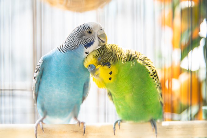 Verständnis für häufige Verhaltensprobleme bei Papageien