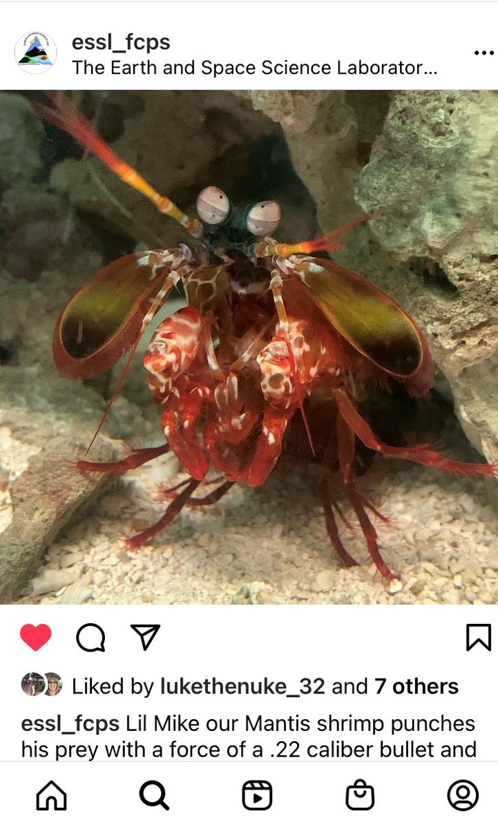 If you would like to learn more about the animals at the ESSL please follow our Instagram! essl_fcps 
This week we featured bees, poison dart frogs, and a mantis shrimp named "Lil Mike" with a powerful punch!