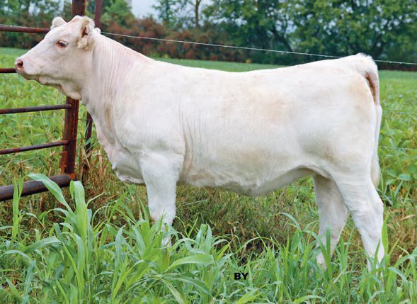 Fall Feature Charolais Female Sale (@fallfeature) on Twitter photo ECS Jacqueline 1J
A HRJ Maverick 556C x CNB Georgette 23G daughter
Consigned by Valley Charolais <a href="/dorpershepherd/">Donna Courchesne</a>
She sells as lot 35 on October 16, 2021. Full catalogue here: issuu.com/pdrneepawa/doc…
#charolais
<a href="/OnCharolais/">Ontario Charolais</a> ECS Jacqueline 1J
A HRJ Maverick 556C x CNB Georgette 23G daughter
Consigned by Valley Charolais <a href="/dorpershepherd/">Donna Courchesne</a>
She sells as lot 35 on October 16, 2021. Full catalogue here: issuu.com/pdrneepawa/doc…
#charolais
<a href="/OnCharolais/">Ontario Charolais</a>