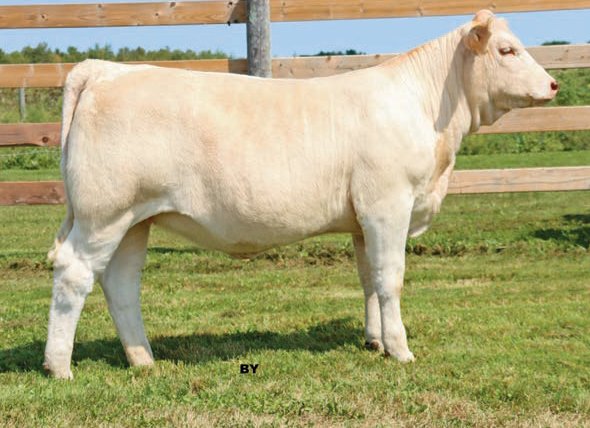 Fall Feature Charolais Female Sale (@fallfeature) on Twitter photo Taylor Juicy 11J
A SOS Hooey PLD 127D x Taylor Bombshell 5B daughter
Consigned by Taylor Farms
She sells as lot 37 on October 16, 2021. Full catalogue here: issuu.com/pdrneepawa/doc…
#charolais
<a href="/OnCharolais/">Ontario Charolais</a> Taylor Juicy 11J
A SOS Hooey PLD 127D x Taylor Bombshell 5B daughter
Consigned by Taylor Farms
She sells as lot 37 on October 16, 2021. Full catalogue here: issuu.com/pdrneepawa/doc…
#charolais
<a href="/OnCharolais/">Ontario Charolais</a>