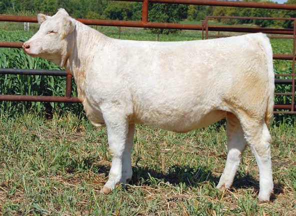 Fall Feature Charolais Female Sale (@fallfeature) on Twitter photo Blackbern Jackie 8J
A Turnbull's Equipped 216E x McTavish Pure Cream 24E daughter
Consigned by Blackbern Farm
She sells as lot 40 on October 16, 2021. Full catalogue here: issuu.com/pdrneepawa/doc…
#charolais
<a href="/OnCharolais/">Ontario Charolais</a> Blackbern Jackie 8J
A Turnbull's Equipped 216E x McTavish Pure Cream 24E daughter
Consigned by Blackbern Farm
She sells as lot 40 on October 16, 2021. Full catalogue here: issuu.com/pdrneepawa/doc…
#charolais
<a href="/OnCharolais/">Ontario Charolais</a>