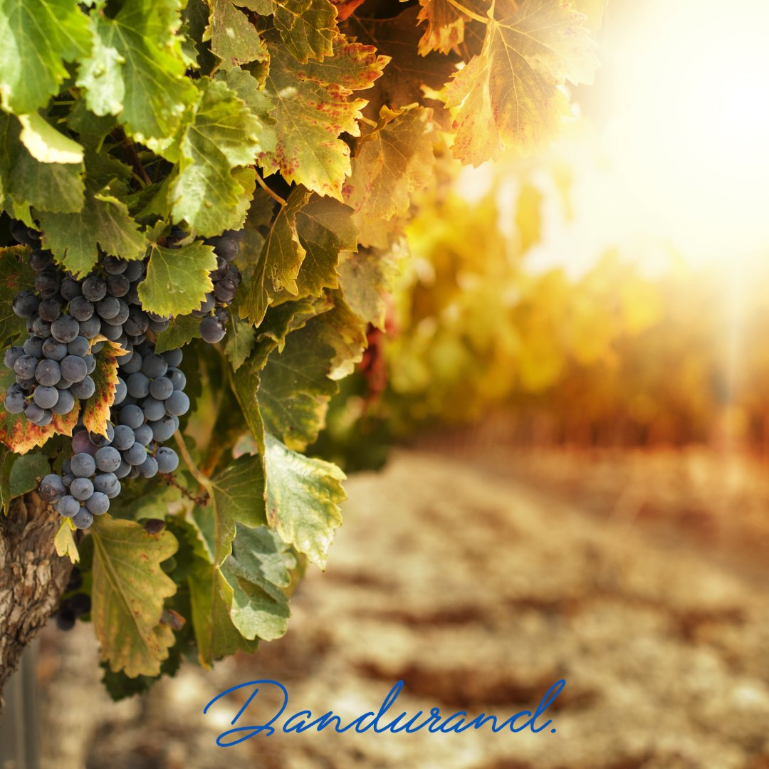 The harvest season has finally arrived in the Northern Hemisphere! We want to mark this important moment by wishing all our partners a good harvest! 🍷🍇