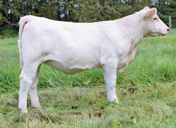 Fall Feature Charolais Female Sale (@fallfeature) on Twitter photo BPL Potters Joyful 105J
A BPL Gold Rush 2G x BPL Potters Elixir 35E daughter
Consigned by <a href="/pottercharolais/">Potter Charolais</a>
She sells as lot 38 on October 16, 2021. Full catalogue here: issuu.com/pdrneepawa/doc…
#charolais
<a href="/OnCharolais/">Ontario Charolais</a> BPL Potters Joyful 105J
A BPL Gold Rush 2G x BPL Potters Elixir 35E daughter
Consigned by <a href="/pottercharolais/">Potter Charolais</a>
She sells as lot 38 on October 16, 2021. Full catalogue here: issuu.com/pdrneepawa/doc…
#charolais
<a href="/OnCharolais/">Ontario Charolais</a>