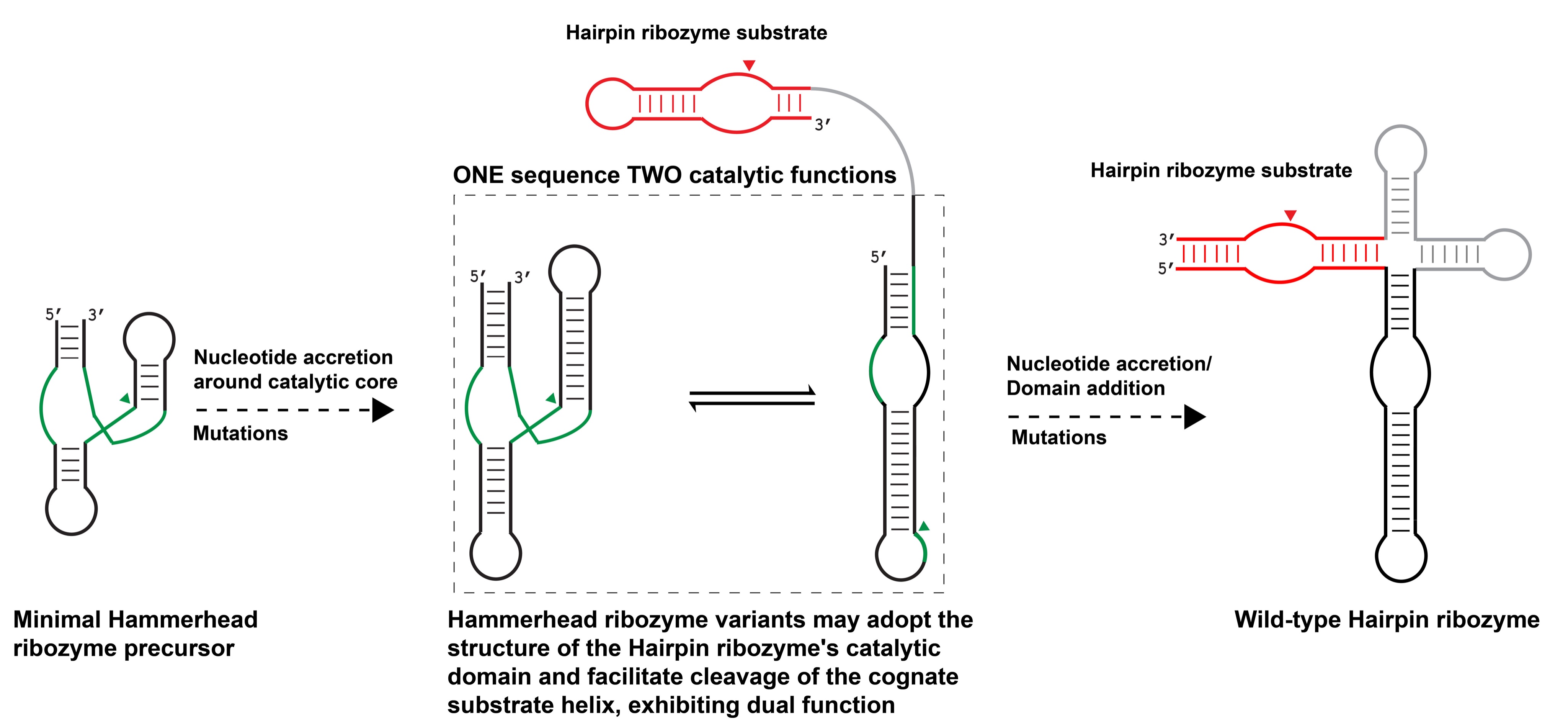 RNA on X