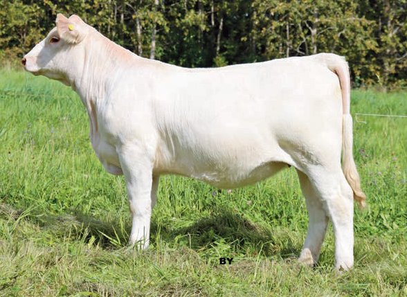 Fall Feature Charolais Female Sale (@fallfeature) on Twitter photo BPL Jordan 106J
A PGMC Great Expectations 1G x BPL Potters Grandeur 12G daughter
Consigned by <a href="/pottercharolais/">Potter Charolais</a>
She sells as lot 41 on October 16, 2021. Full catalogue here: issuu.com/pdrneepawa/doc…
#charolais
<a href="/OnCharolais/">Ontario Charolais</a> BPL Jordan 106J
A PGMC Great Expectations 1G x BPL Potters Grandeur 12G daughter
Consigned by <a href="/pottercharolais/">Potter Charolais</a>
She sells as lot 41 on October 16, 2021. Full catalogue here: issuu.com/pdrneepawa/doc…
#charolais
<a href="/OnCharolais/">Ontario Charolais</a>