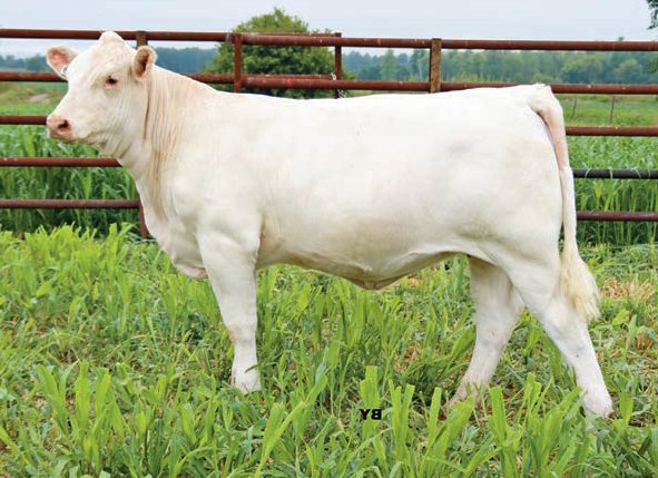Fall Feature Charolais Female Sale (@fallfeature) on Twitter photo ECS Juillard 2J
An Elder's Blackjack 788B x ECS Acadia 3A daughter
Consigned by Valley Charolais <a href="/dorpershepherd/">Donna Courchesne</a>
She sells as lot 28 on October 16, 2021. Full catalogue here: issuu.com/pdrneepawa/doc…
#charolais
<a href="/OnCharolais/">Ontario Charolais</a> ECS Juillard 2J
An Elder's Blackjack 788B x ECS Acadia 3A daughter
Consigned by Valley Charolais <a href="/dorpershepherd/">Donna Courchesne</a>
She sells as lot 28 on October 16, 2021. Full catalogue here: issuu.com/pdrneepawa/doc…
#charolais
<a href="/OnCharolais/">Ontario Charolais</a>
