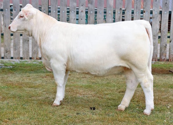 Fall Feature Charolais Female Sale (@fallfeature) on Twitter photo Fourthlane Jewell 14J
A LT Signature 6136 PLD x Blackbern Gilda 19G daughter
Consigned by <a href="/FourthlaneFarms/">Scott Colton</a>
She sells as lot 33 on October 16, 2021. Full catalogue here: issuu.com/pdrneepawa/doc…
#charolais
<a href="/OnCharolais/">Ontario Charolais</a> Fourthlane Jewell 14J
A LT Signature 6136 PLD x Blackbern Gilda 19G daughter
Consigned by <a href="/FourthlaneFarms/">Scott Colton</a>
She sells as lot 33 on October 16, 2021. Full catalogue here: issuu.com/pdrneepawa/doc…
#charolais
<a href="/OnCharolais/">Ontario Charolais</a>