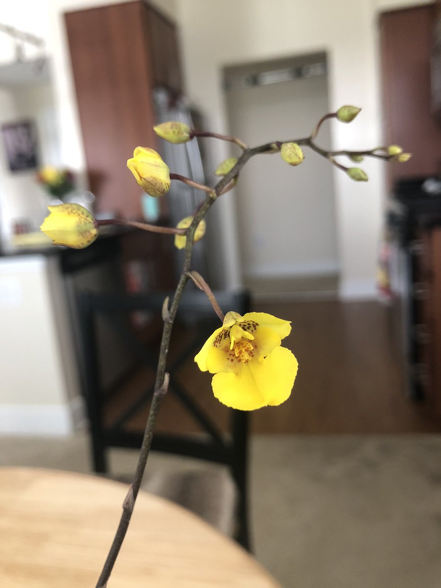 ayylexus10's tweet photo. My new Oncidium Midas orchid starting to bloom 🥰🌿💛🌱✨ https://t.co/qkb4bAKqVS