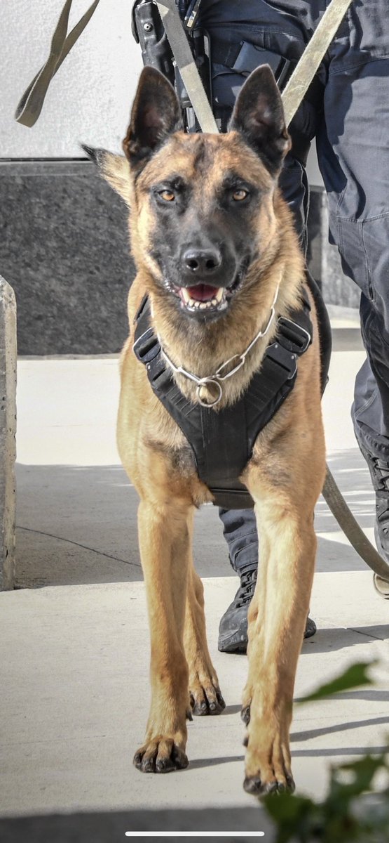 Toronto Police K9 tweet media