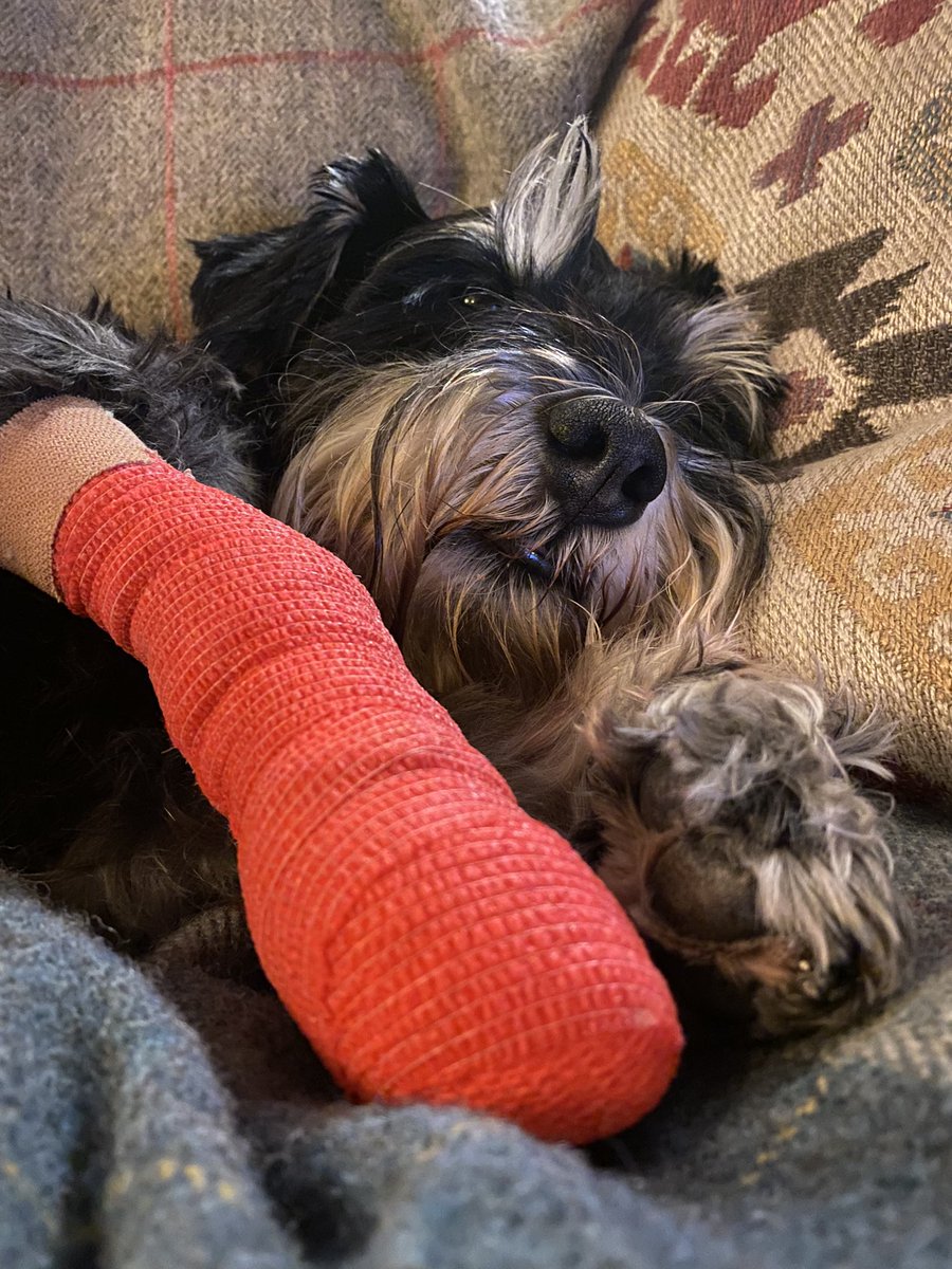 Oh no #SchnauzerGang Wilf has been in the wars again, his dewclaw was damaged and he needed a small op #homenow #braveboy
