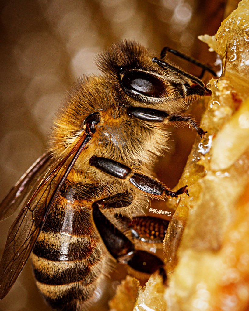 🐝 #closeup #beeapiaries
.
Canon EOS 7D, Canon EF-S 60mm f/2.8 Macro USM, f/10.0, 1/400 sec, 100 iso
.
#honeybee #naturepic #bee #wildlifephotography #wildlifeplanet #naturesbeauty #beekeeping #macrophoto #savethebees