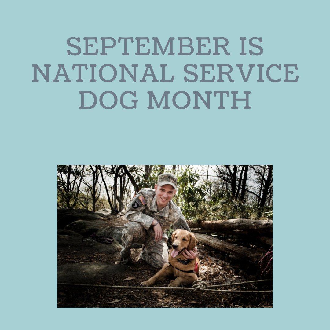 HeartsofGoldWV's tweet photo. September is #NationalServiceDogMonth and #SuicidePreventionMonth. During the month, Heats of Gold will be highlighting our pawesome service dogs and sharing about suicide prevention. https://t.co/MvYnGi5T5V