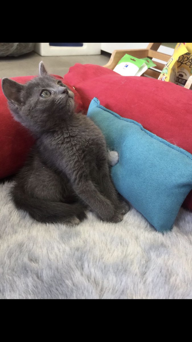 Gatitos bebés en adopción, 2 meses de edad. Abandonados en una caja de cartón. Hoy a salvo, ya sanos y felices, están listos para escoger a su familia ideal. #AdoptaSinPrerextos