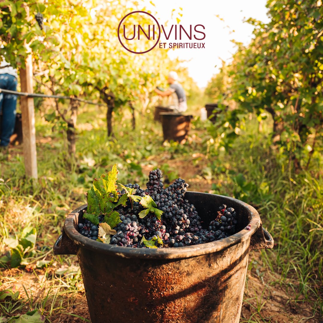 We wish all our Northern Hemisphere wine producers a great harvest season! 🍷🥂🍂