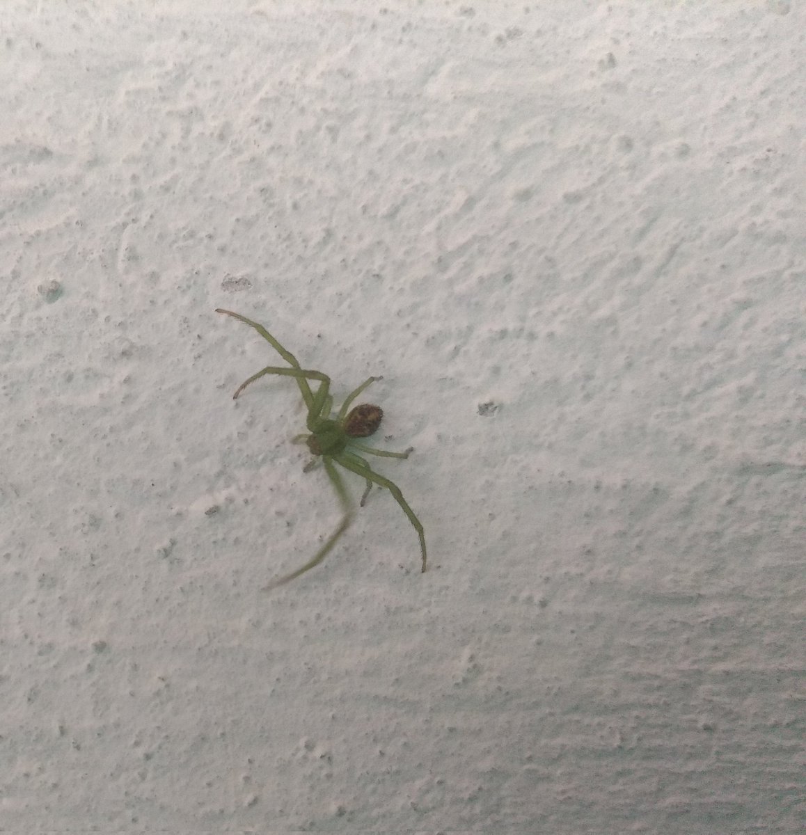 apa_84's tweet photo. @Arachno_Cosas buenas tardes, me ayudas a identificar esta arañita por favor. Es en Puebla. https://t.co/VT23aRqVWQ