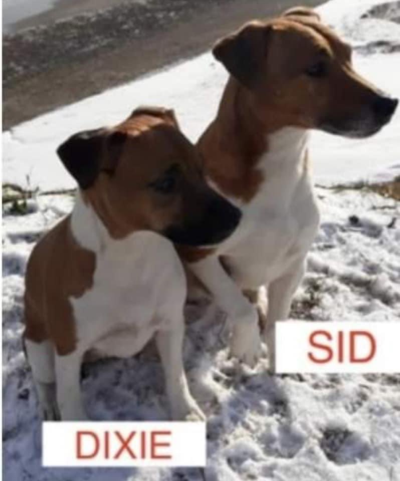 rosiedoc666's tweet photo. #FindSidandDixie #PlummerTerriers disappeared on 31/8/21 after 9am 
out for a walk at #HordenBeach its believed they picked up scent of something and gave chase &amp; seen running up beach banks, no sign of them since.
Both CHIPPED 

https://t.co/vSJDWUKpuP

@bs2510 @HumphriesRita https://t.co/5xMvSd4wDI