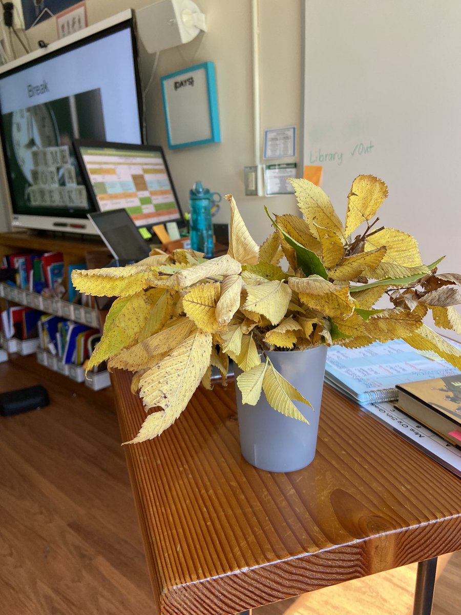 Beautiful fall bouquet (it’s even tied together with grass!) courtesy of one of my awesome 5th graders❤️🍁