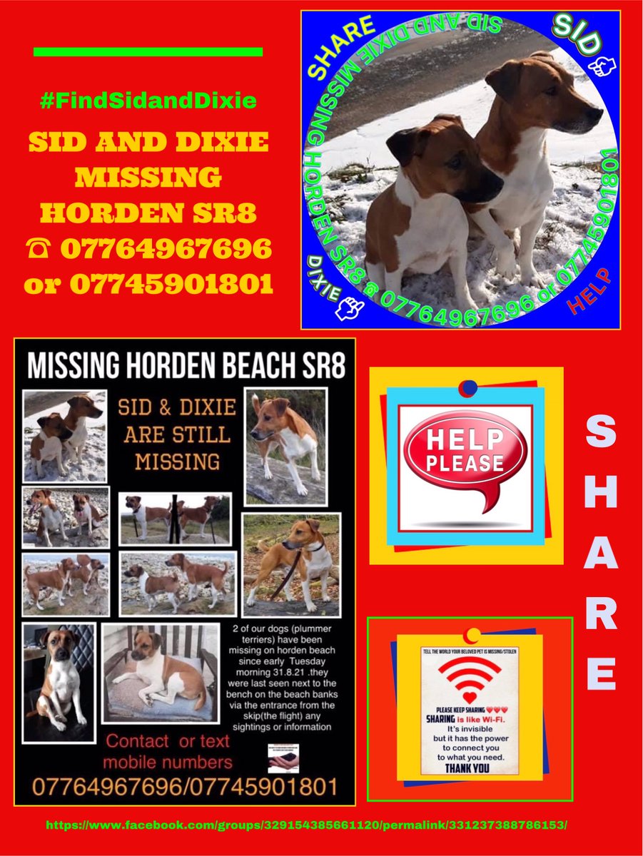 TinaTowers3's tweet photo. FindSidandDixie #PlummerTerriers disappeared on 31/8/21 after 9am 
out for a walk at #HordenBeach its believed they picked up scent of something and gave chase &amp; seen running up beach banks, no sign of them since.
Both CHIPPED 

https://t.co/SxtSFLX4ga…

@bs2510
 
@HumphriesRita https://t.co/uziHEgyjTJ