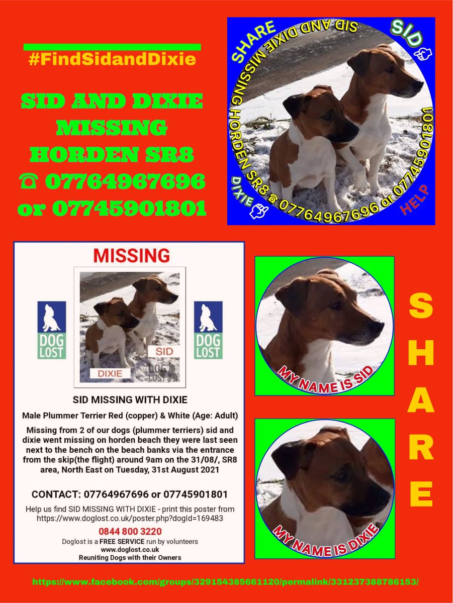 TinaTowers3's tweet photo. FindSidandDixie #PlummerTerriers disappeared on 31/8/21 after 9am 
out for a walk at #HordenBeach its believed they picked up scent of something and gave chase &amp; seen running up beach banks, no sign of them since.
Both CHIPPED 

https://t.co/SxtSFLX4ga…

@bs2510
 
@HumphriesRita https://t.co/uziHEgyjTJ