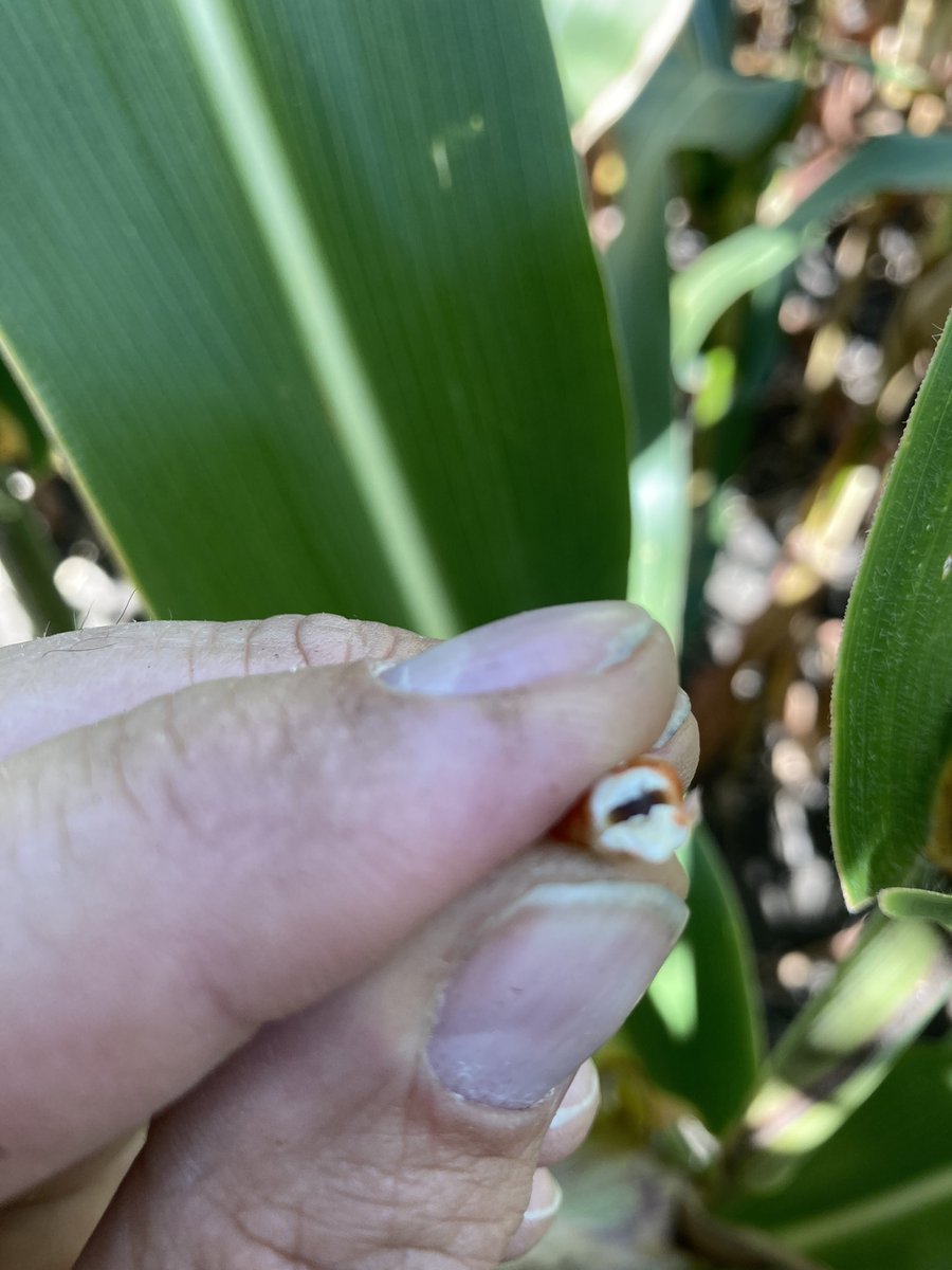 phhermans's tweet photo. 🚨 🚨 🚨 We have black layered corn! That’s a great thing. On the flip side we also have various stalk rots. Start prioritizing harvest fields by scouting corn over the next few weeks to maximize income. #ontag #ScoutYourFields #StalkRot #HaveAPlan https://t.co/XXHEsvzDpf