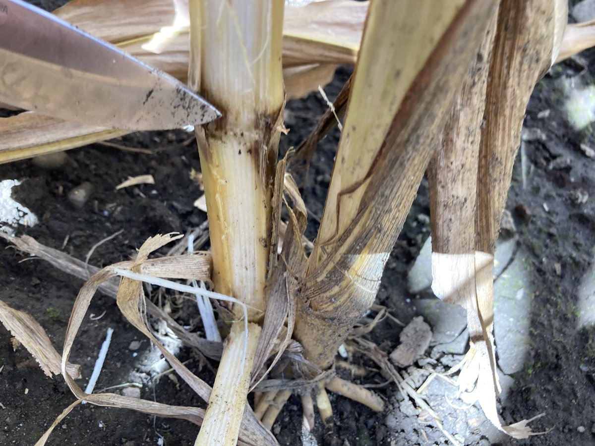 phhermans's tweet photo. 🚨 🚨 🚨 We have black layered corn! That’s a great thing. On the flip side we also have various stalk rots. Start prioritizing harvest fields by scouting corn over the next few weeks to maximize income. #ontag #ScoutYourFields #StalkRot #HaveAPlan https://t.co/XXHEsvzDpf