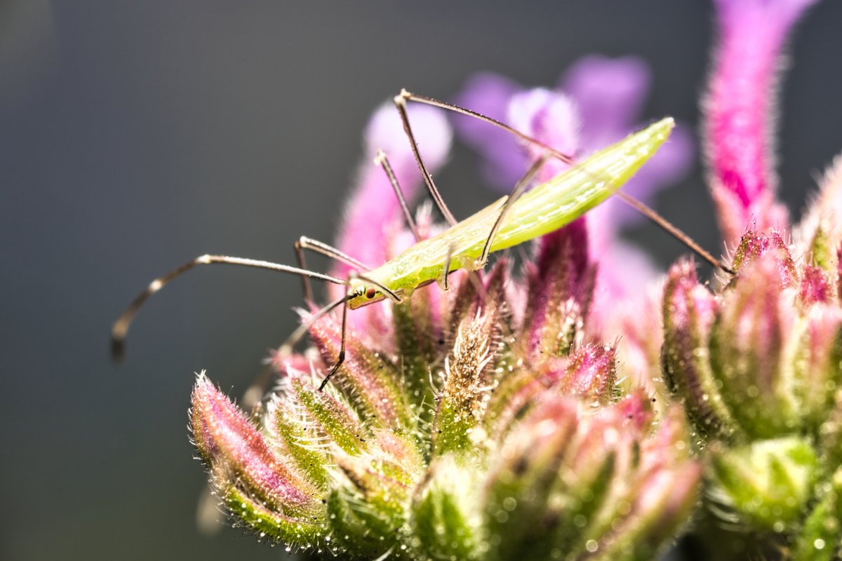 JohnReedPavan's tweet photo. A rice bug on verbena flowers in Carl Schurz Park.
#ricebug #bug #aphid #nature #wildlife #entomology #carlschurzpark #nycparks #verbena #macro #ultramacro #shotoncanon #luminarai #venusoptics https://t.co/SFl16WmHxN