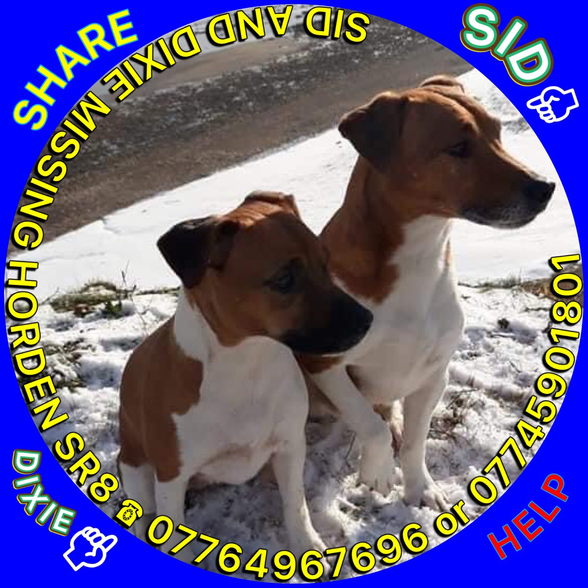 TinaTowers3's tweet photo. FindSidandDixie #PlummerTerriers disappeared on 31/8/21 after 9am 
out for a walk at #HordenBeach its believed they picked up scent of something and gave chase &amp; seen running up beach banks, no sign of them since.
Both CHIPPED 

https://t.co/SxtSFLX4ga…

@bs2510
 
@HumphriesRita https://t.co/Y49uMjPJG9