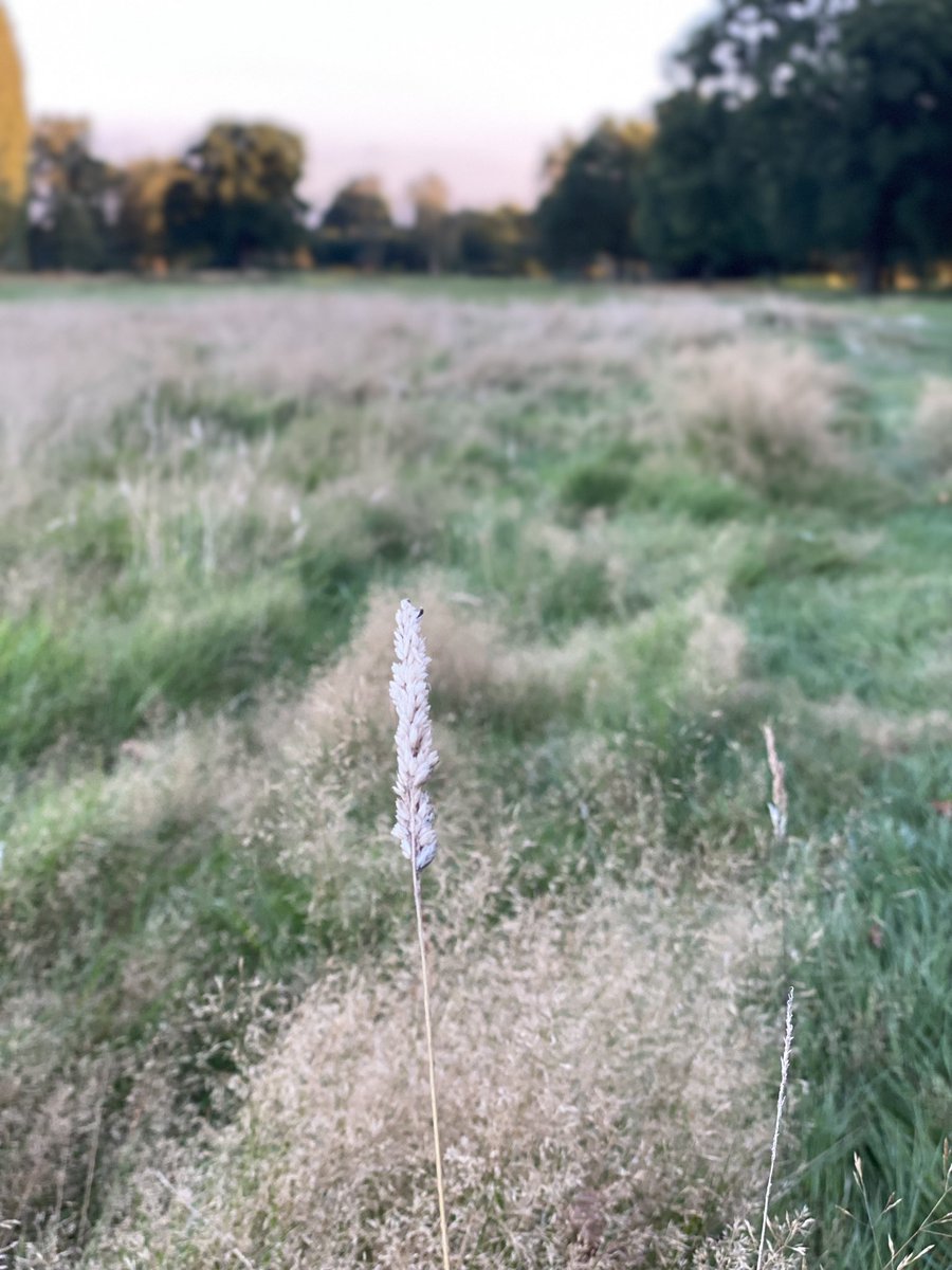 Tracey_Maddison's tweet photo. ‘Harvesting’ the rough @fulfordgolfclub because we’re coming into Autumn and it’s the right window of opportunity to do it, that’s the reason, simple! @FulfordGreens cracking on with maintenance week and doing a cracking job. #essentialworkers #essentialmaintenance #greenkeepers https://t.co/njoL74ubpD