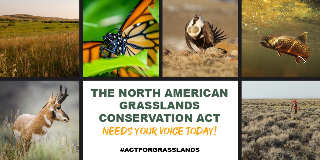 NORTH AMERICAN GRASSLANDS CONSERVATION ACT- Today, the nation’s top conservation groups are unveiling a shared vision for creation of actforgrasslands.org #ActForGrasslands