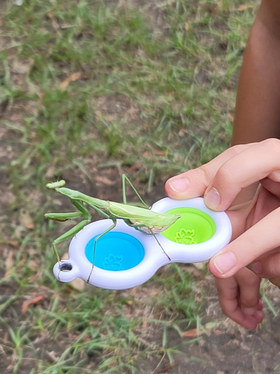 You need concentration when dealing with a  praying mantis at recess. #abugslife